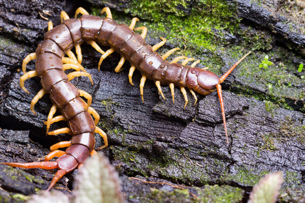 A Few of the Pests Found in Australia