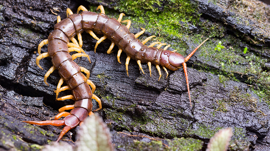 A Few of the Pests Found in Australia