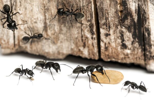 Top 3 Tips for Carpenter Ant Control In Detroit, MI