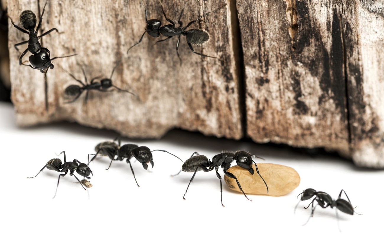 Top 3 Tips for Carpenter Ant Control In Detroit, MI