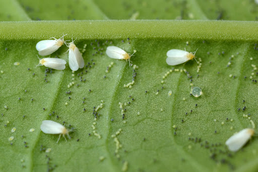 Whiteflies – Understanding these pervasive plant pests