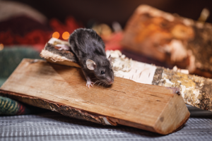 Dealing with Seasonal Pest Patterns in O’Fallon, MO: A Complete Guide