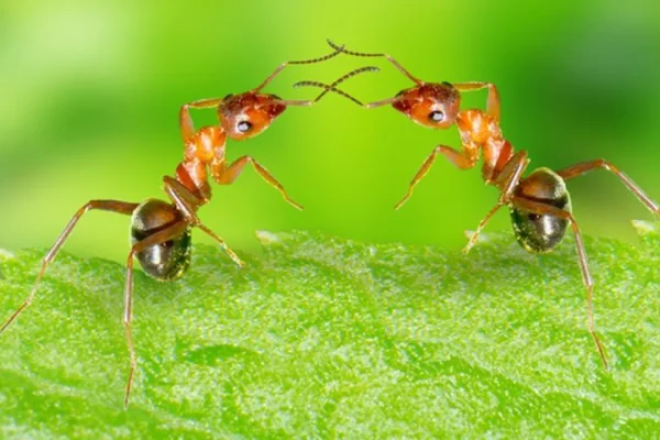 Caste System and Communication in Ants 