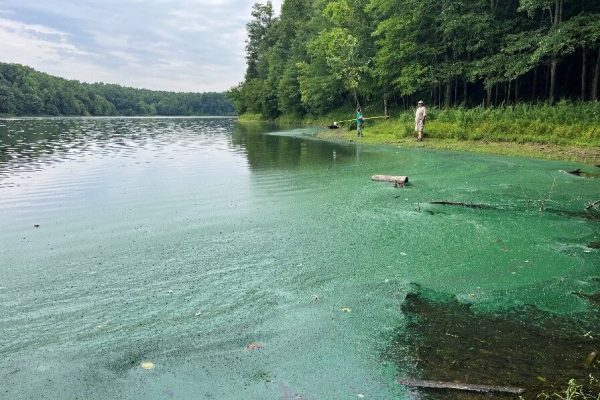 Why Lake Anne & Lake Audubon Homeowners in Reston See More Mosquito Problems