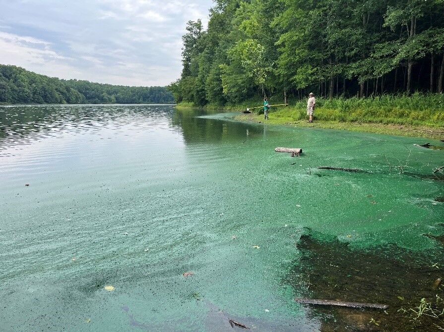 Why Lake Anne & Lake Audubon Homeowners in Reston See More Mosquito Problems
