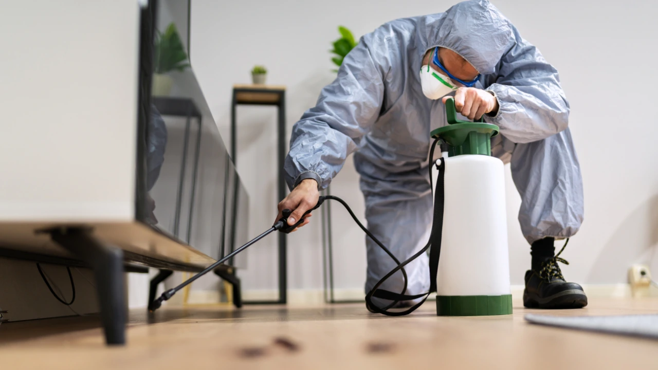 Pest Control Tips for Temecula’s Growing Families and Pet Owners