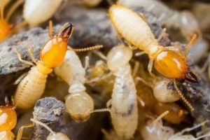 Comprehensive Pest Monitoring: Rodents, Ants, and General Insects