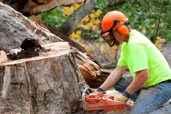 What to Expect When Scheduling a Tree Removal Service