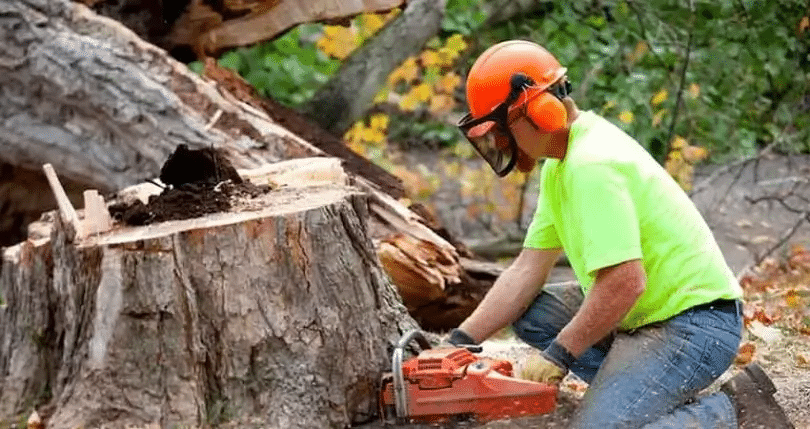 What to Expect When Scheduling a Tree Removal Service